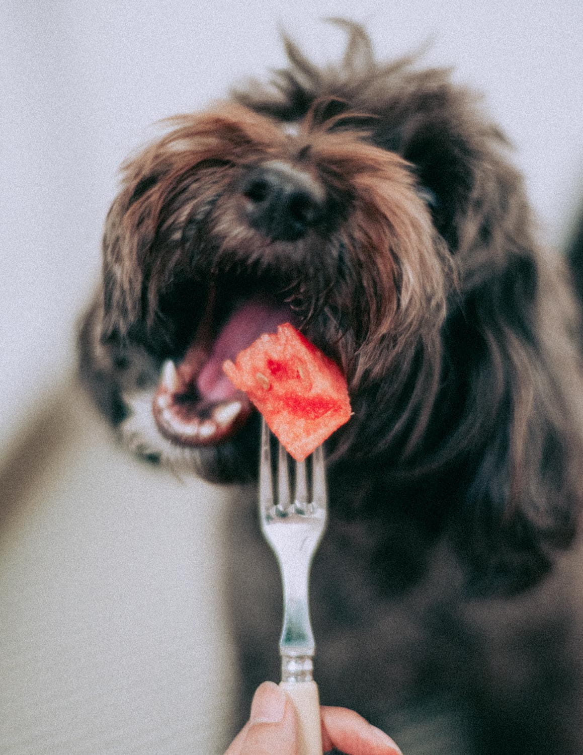 Dog eating watermelon