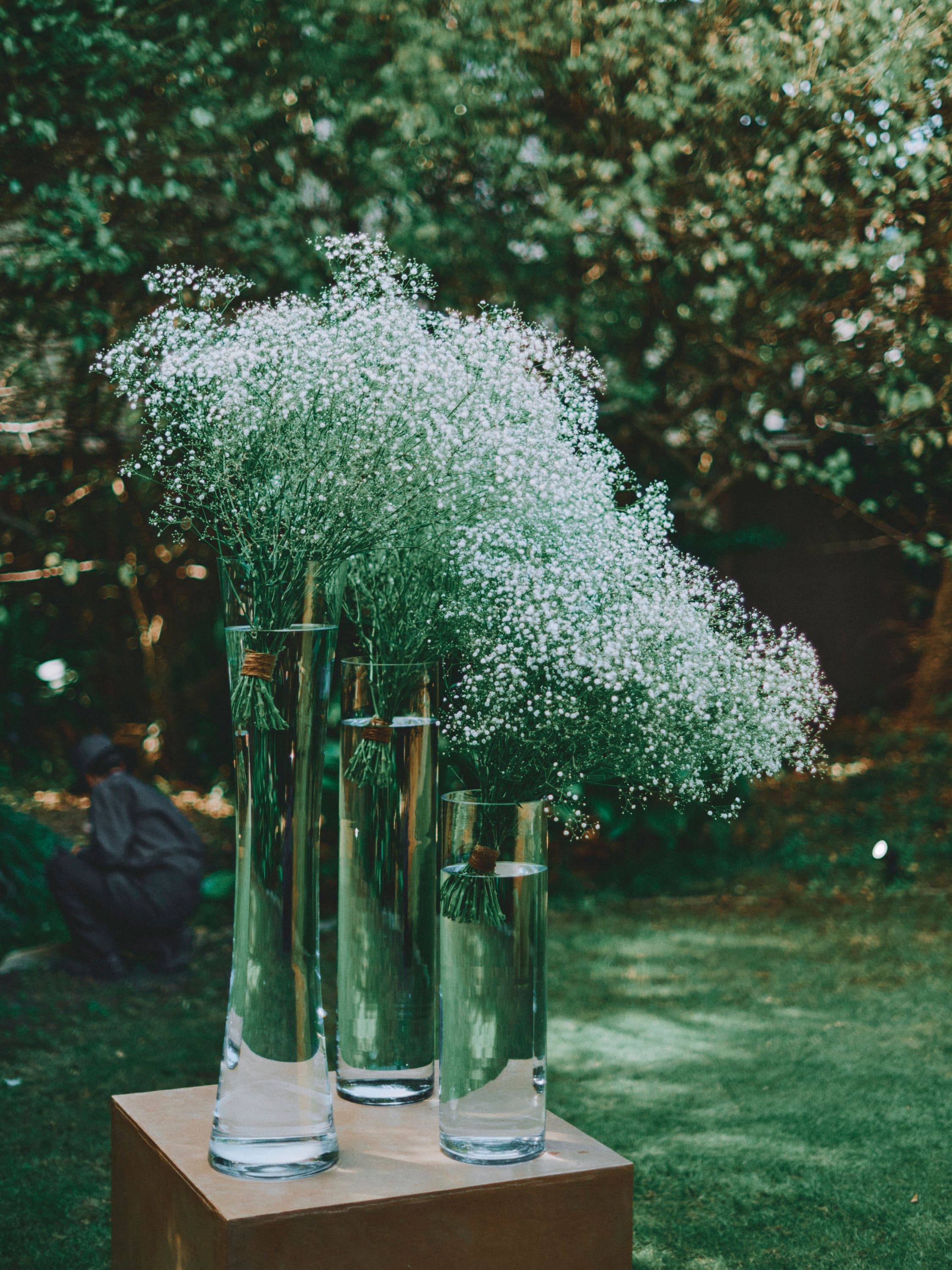 gypsophila