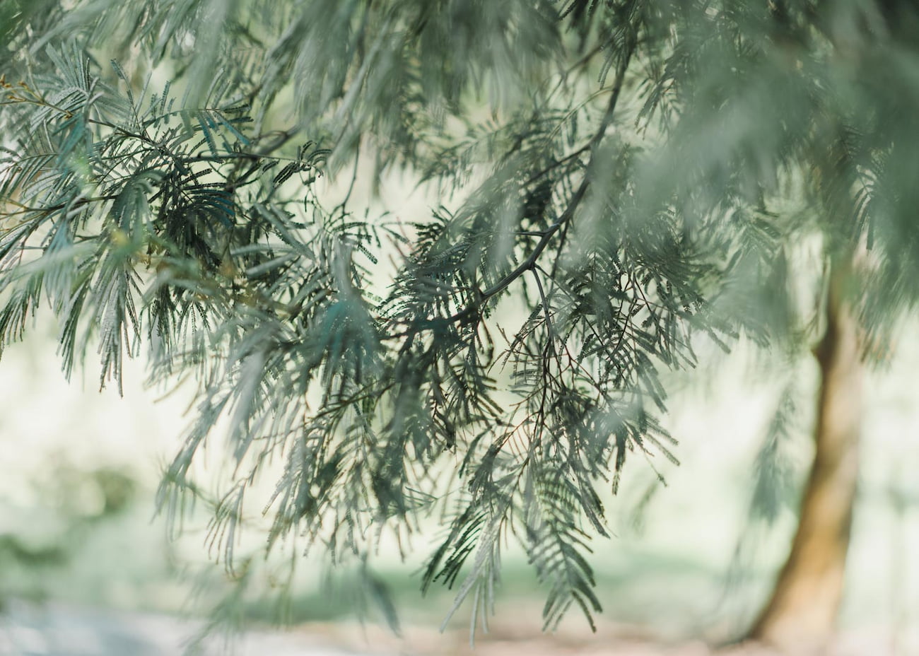 Branches swaying in the wind