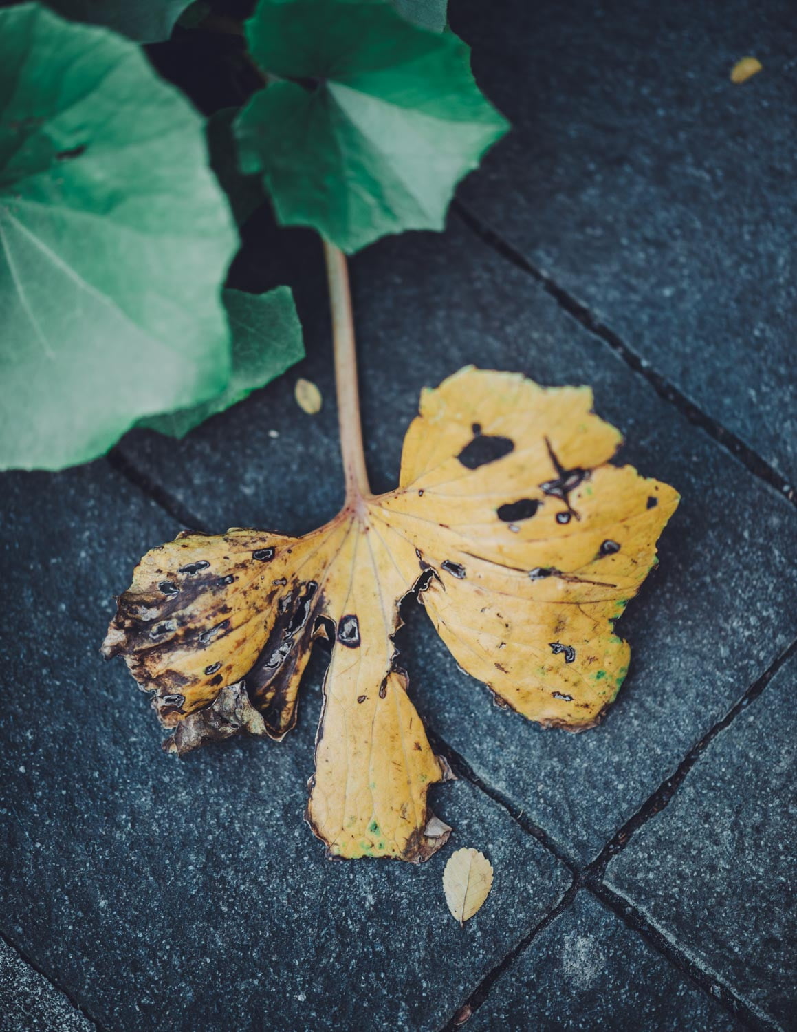 Fallen leaf of gingko